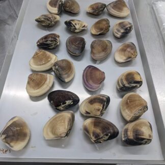 鹿島灘急速冷凍はまぐり1kg