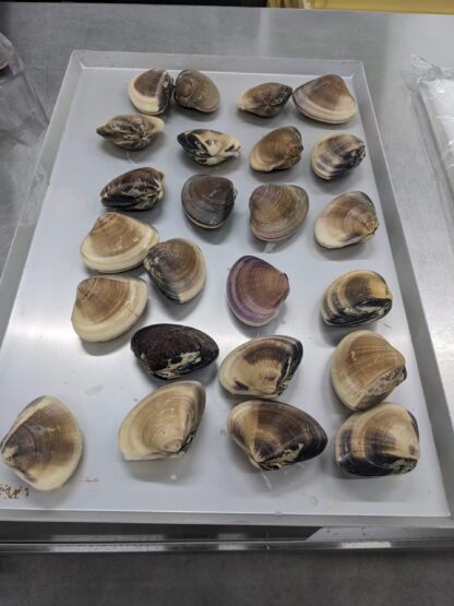 鹿島灘急速冷凍はまぐり1kg